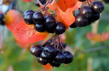 KnobiVital Aroniabeere