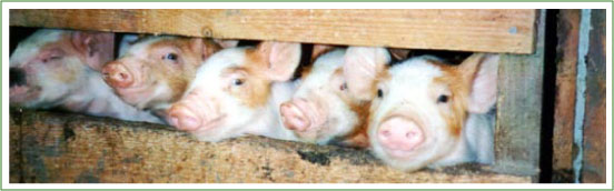 Schweine